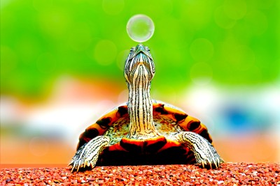 colorful turtle balancing a soap bubble on its nose