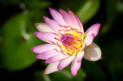 close up of beautiful pink lotus in full bloom