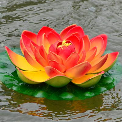 beautiful red and yellow lotus blossom in full bloom floating on its green leafy base on a background of moving water